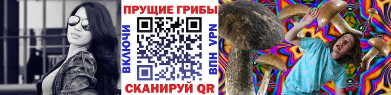 Галлюциногенные грибы Psilocybe  Карачаевск 
